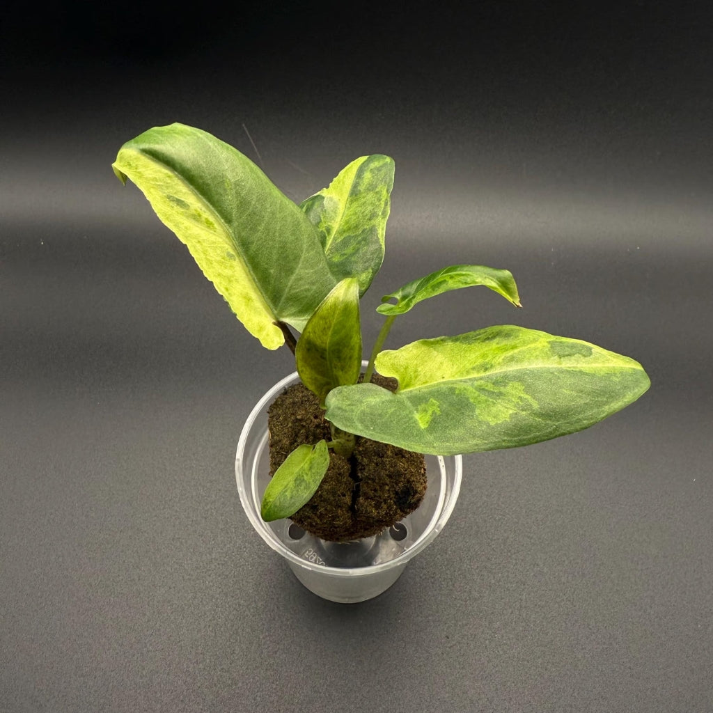 Alocasia Variegated Lauterbachiana Starter Plant | Rare Aroid