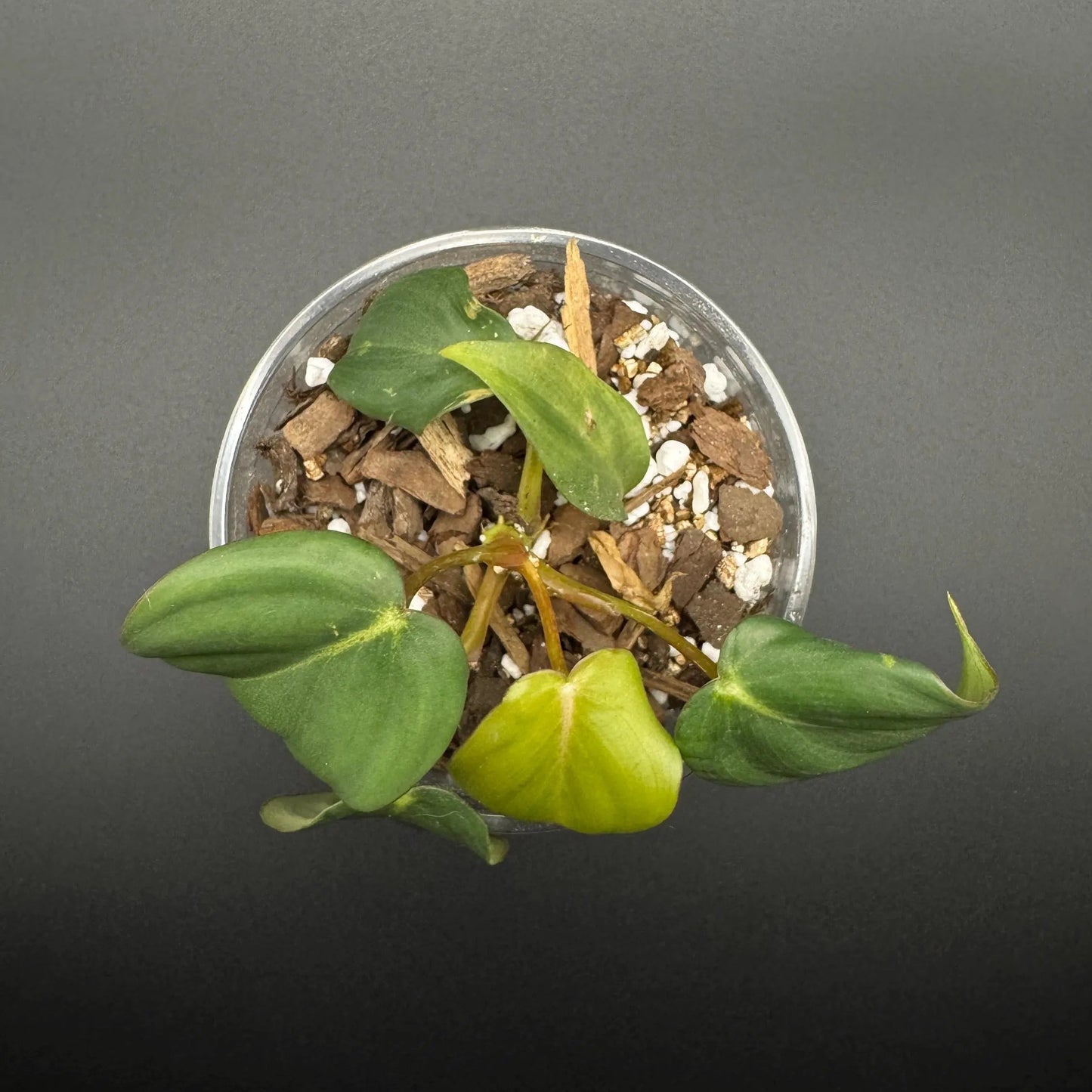 Philodendron Pastazanum – Rare Crawling Aroid with Large Heart-Shaped Leaves