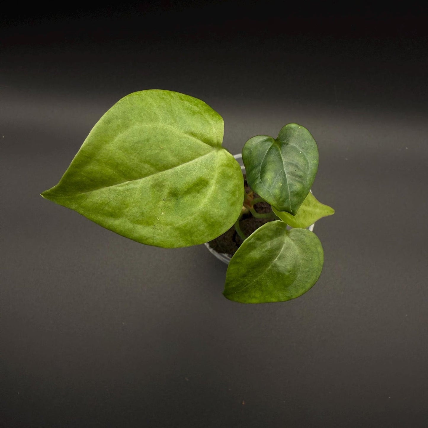 Anthurium Clarinervium Starter Plant | Rare Aroid