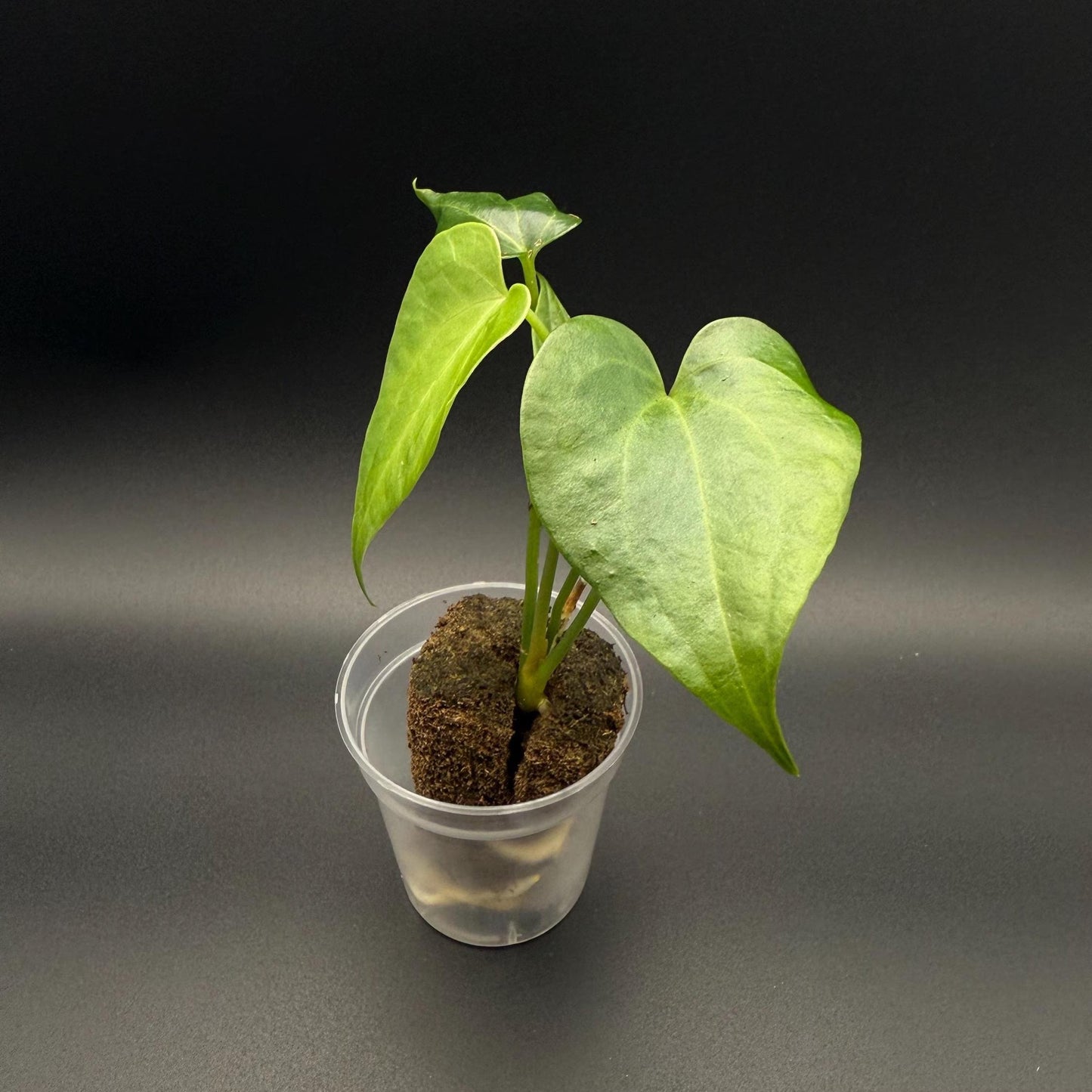 Anthurium Delta Force Starter Plant | Rare Hybrid Aroid