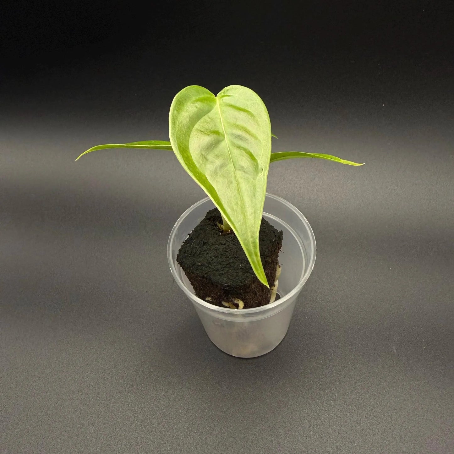 Anthurium Veitchii Starter Plant | Rare Aroid