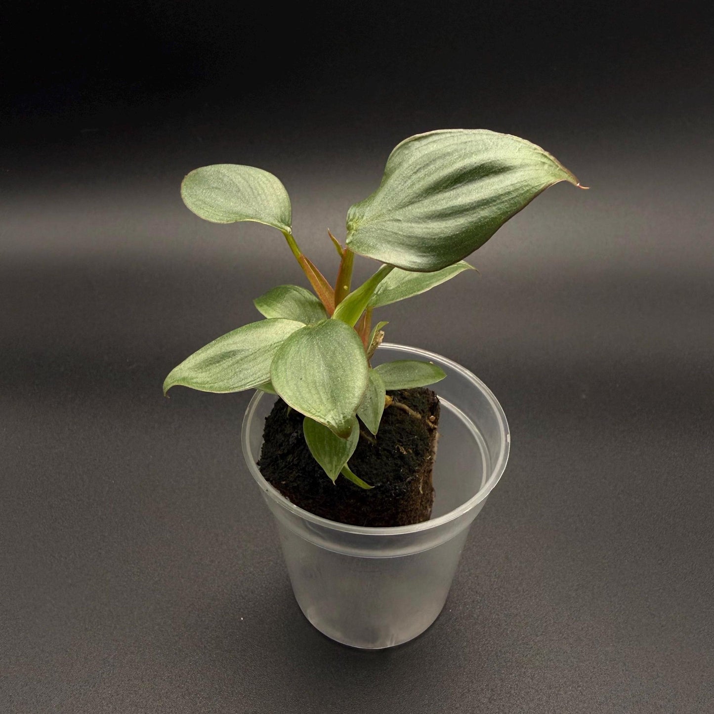 Philodendron Columbia Starter Plant | Rare Aroid