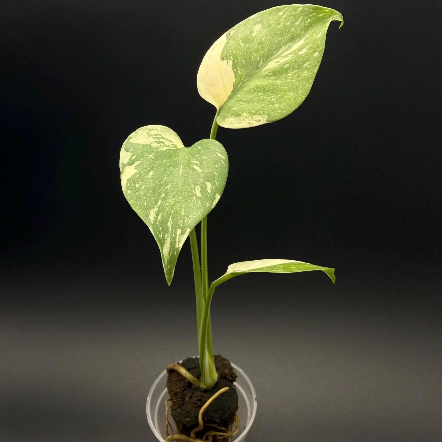 Monstera Thai Constellation Starter Plant | Rare Aroid