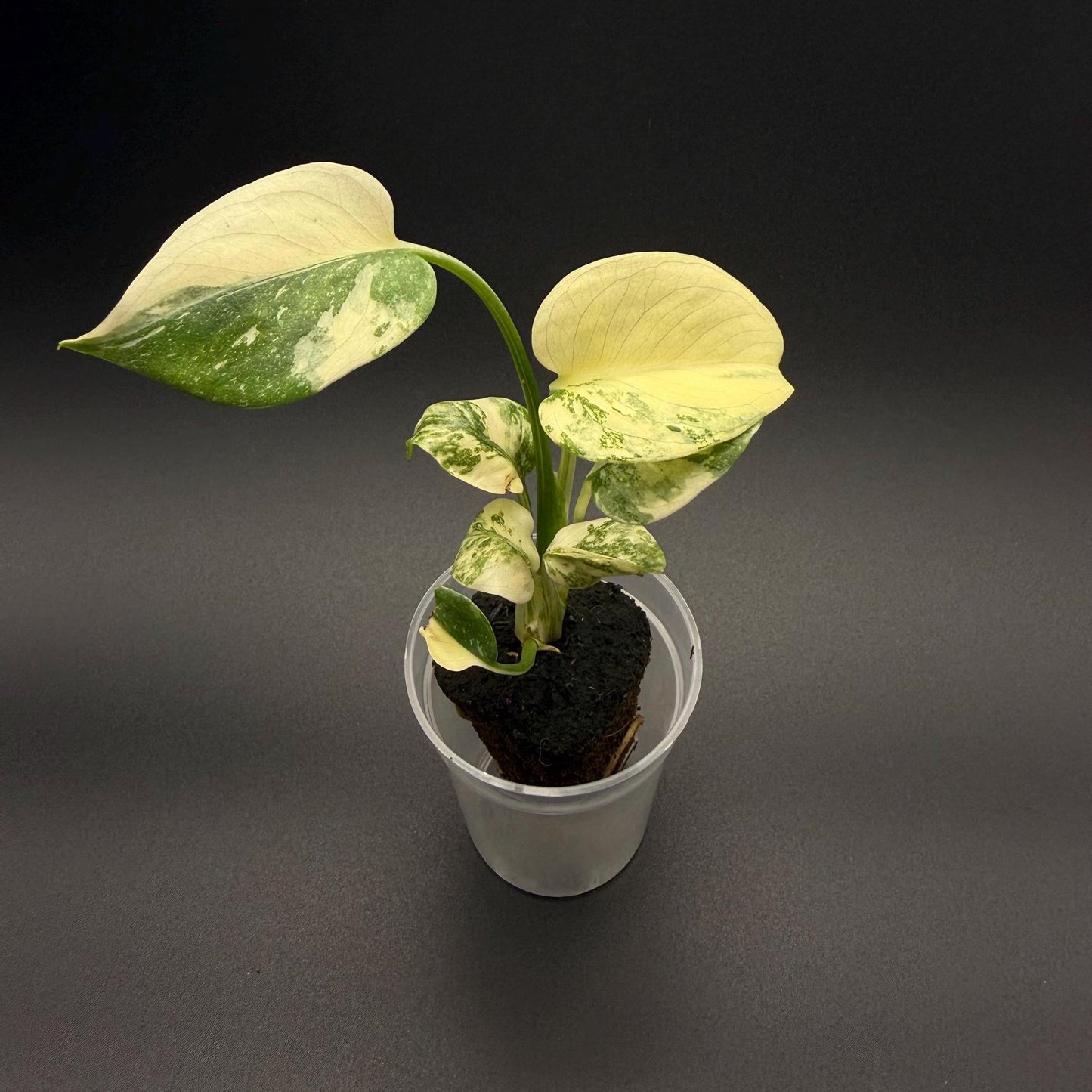 Monstera Mint “White Monster” Starter Plant | Rare Aroid