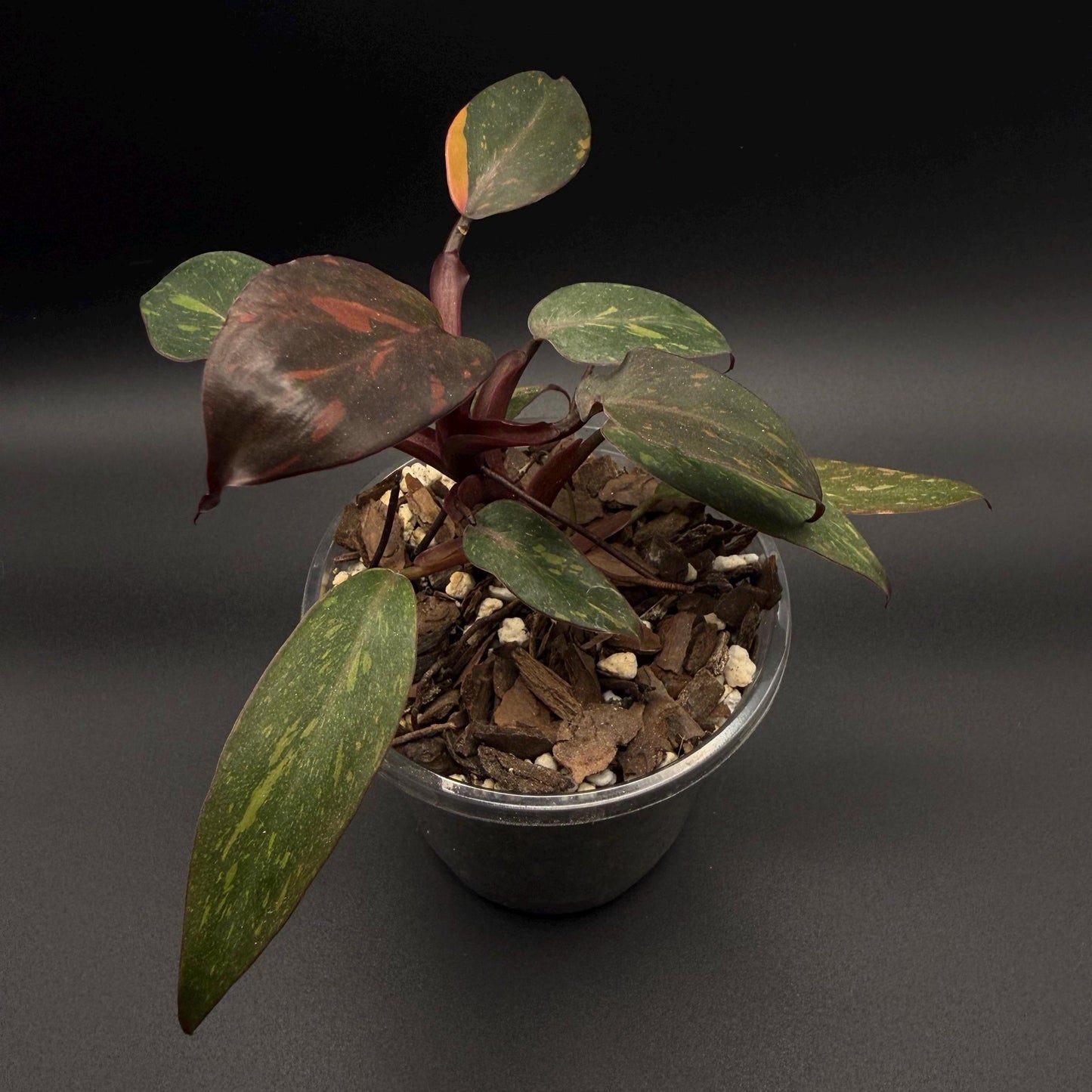 Philodendron Orange Princess Variegated | Rare Aroid