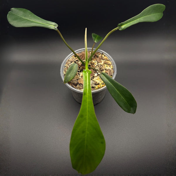 Philodendron Joepii | Rare Aroid Houseplant