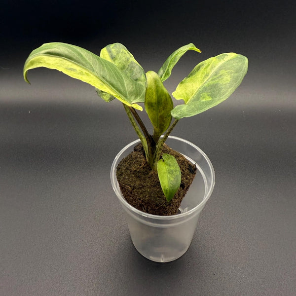 Alocasia Variegated Lauterbachiana Starter Plant | Rare Aroid