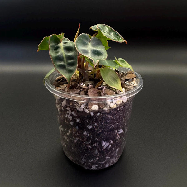 Philodendron Billietiae | Textured Aroid Houseplant