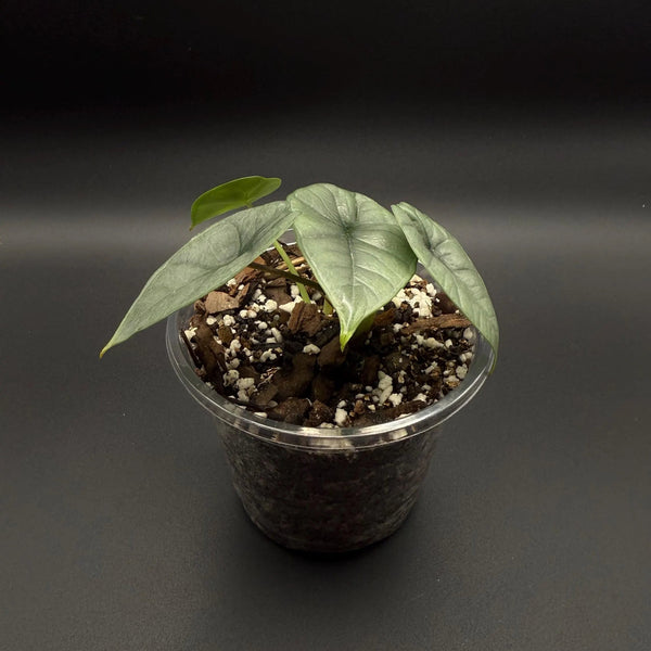 Alocasia Platinum Starter Plant - Rare Silver Aroid, Striking Foliage