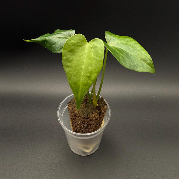 Anthurium Delta Force Starter Plant | Rare Hybrid Aroid