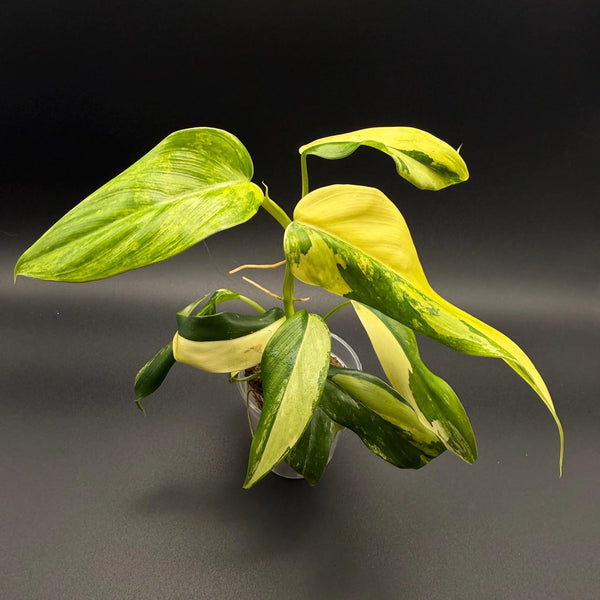 Philodendron Variegated Domesticum Starter Plant | Rare Aroid