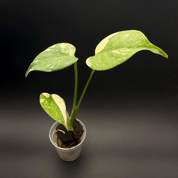 Monstera Thai Constellation Starter Plant | Rare Aroid