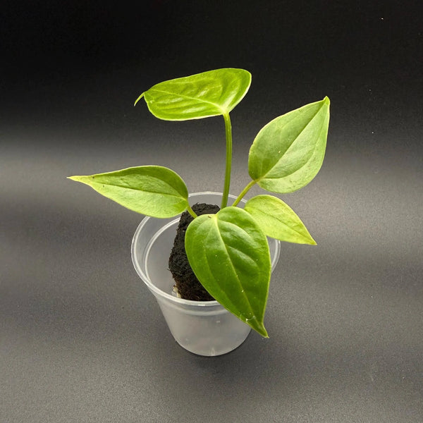 Anthurium Veitchii Starter Plant | Rare Aroid