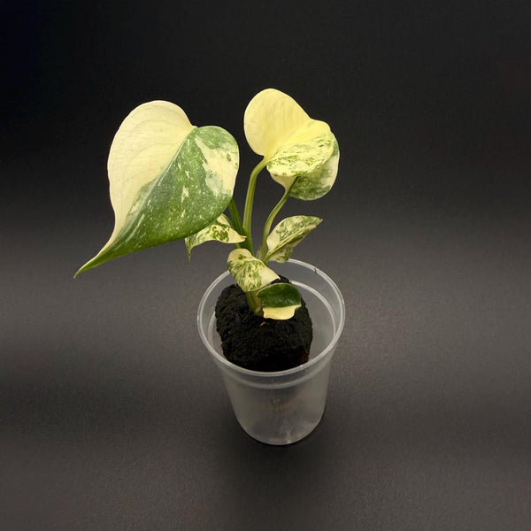 Monstera Mint “White Monster” Starter Plant | Rare Aroid