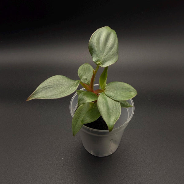 Philodendron Columbia Starter Plant | Rare Aroid